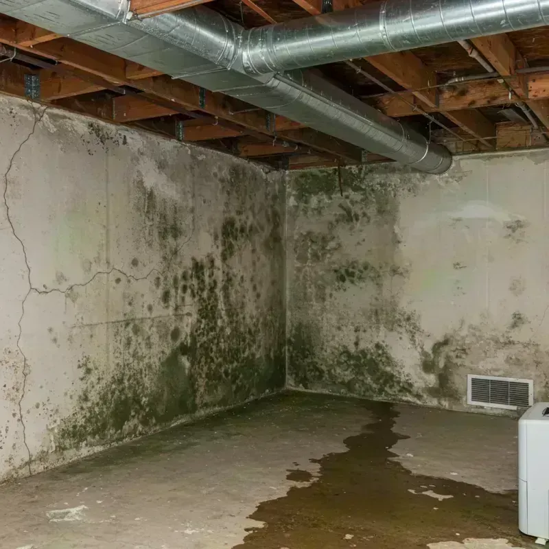 Professional Mold Removal in River Forest, IL